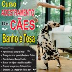 Curso de adestramento, banho e tosa