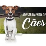 Adestramento de cães, pets