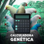 Calculadora genética de pássaros